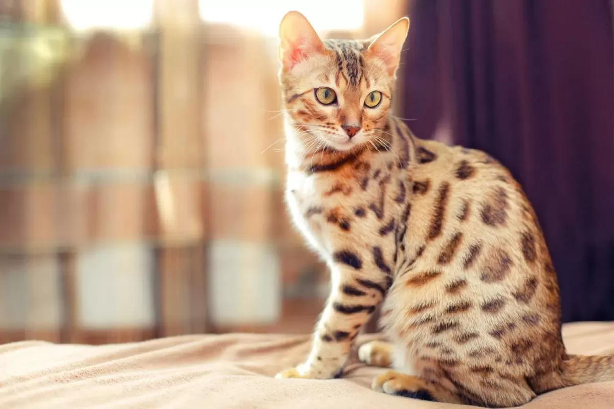 Bengal Cat Breed 