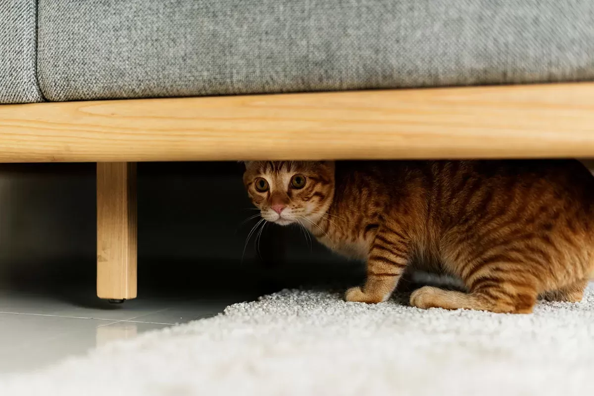 Cat Hiding