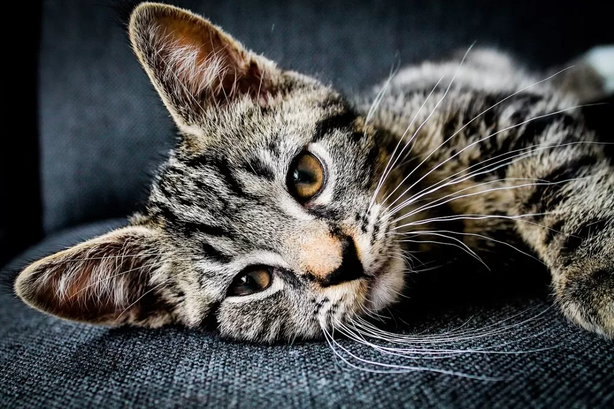 What is Whisker Fatigue in Cats