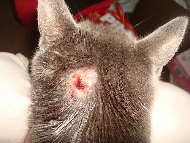 How to Treat a Cat's Wound-Puainta®