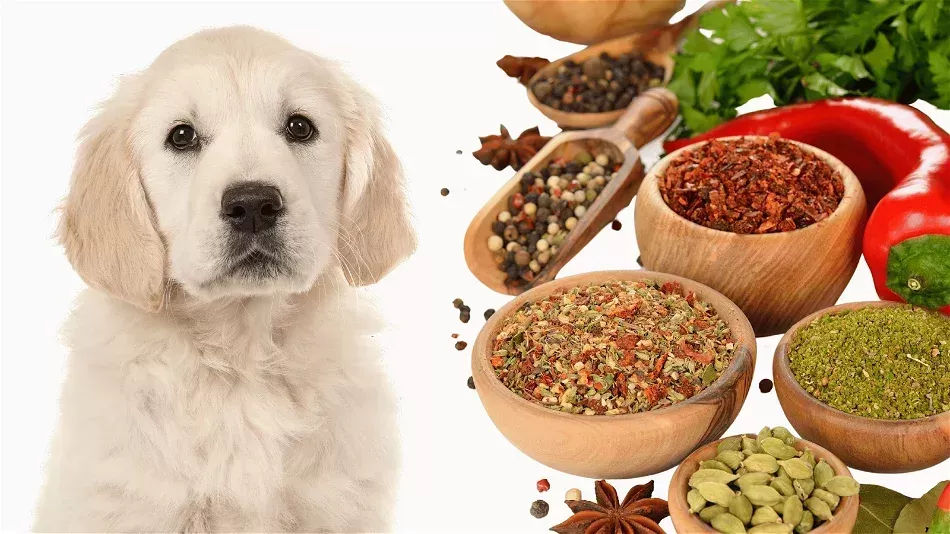 Are spicy foods bad for dogs best sale