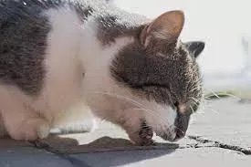 Cat Vomiting: Causes, Concerns, and Care