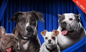 Impact of the American Rescue Dog Show