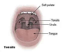 Soft palate