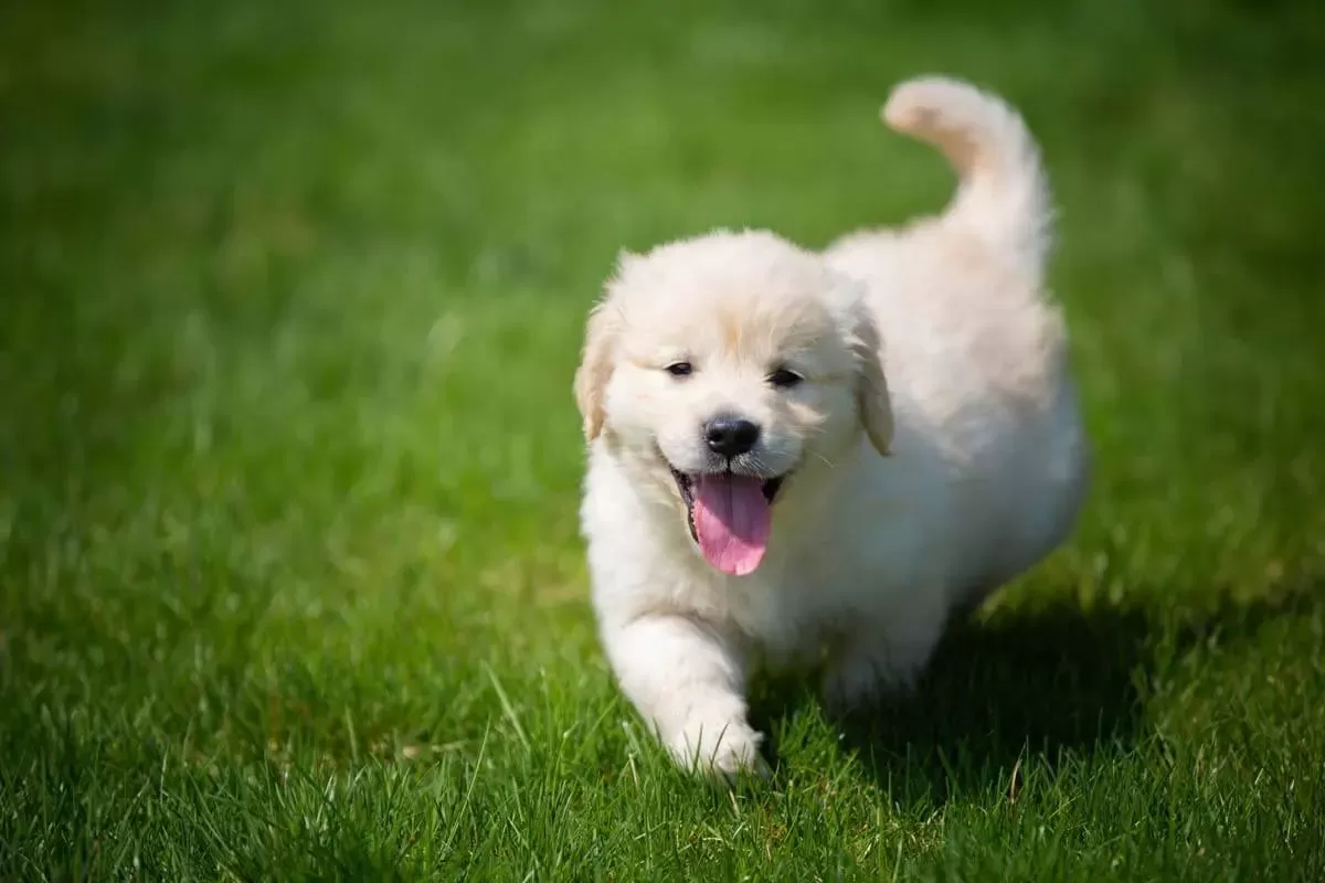 Do You Have a Hyperactive Puppy? 