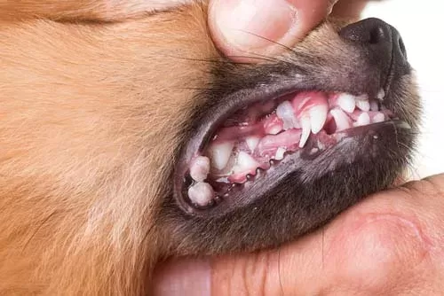 Can Dogs Get Cold Sores? 