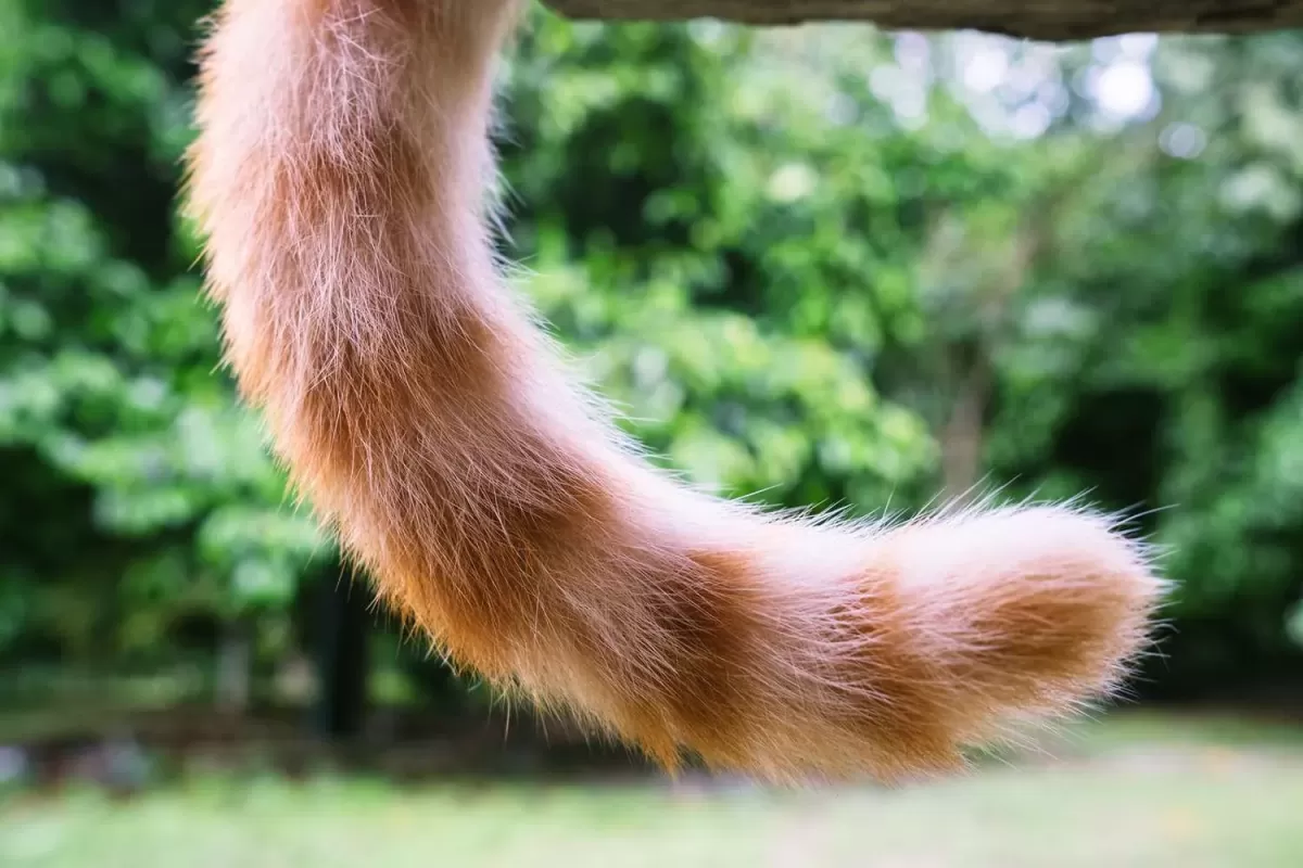 Do Cats Control Their Tails?