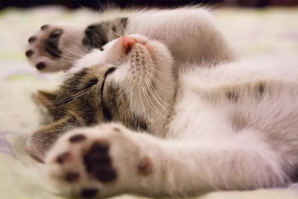 Do Cats Dream About Their Owners?