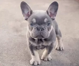 What is a Blue French Bulldog? | Frenchie Match