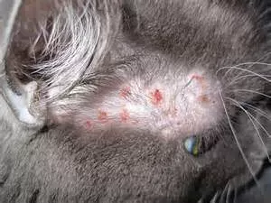 Allergies and Allergic Reactions in cats, how to find and treat