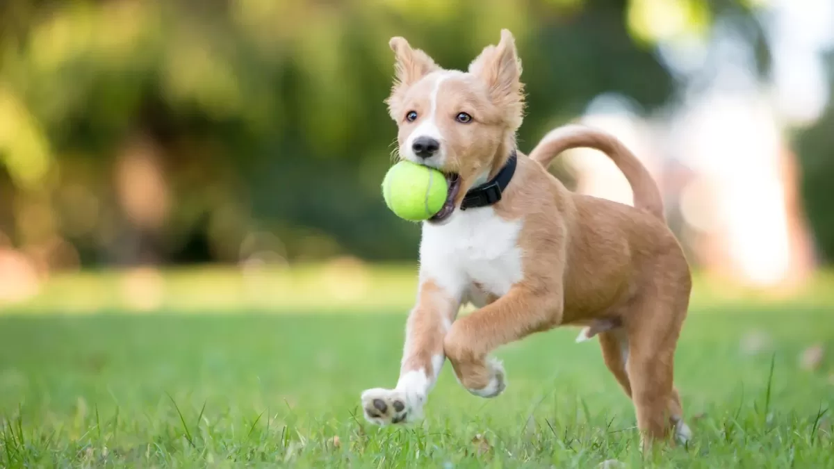 dogs playing