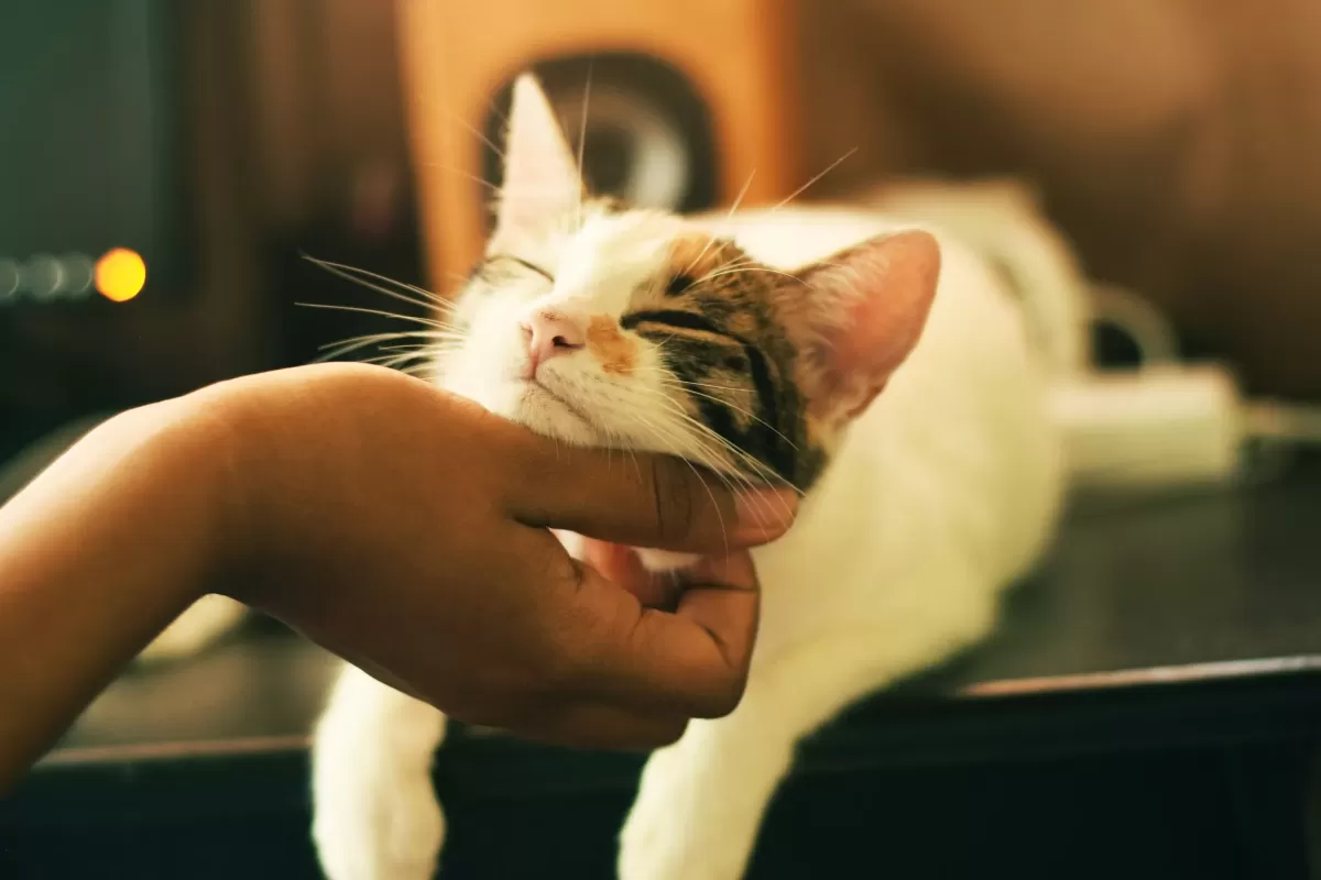 Why do cats purr?