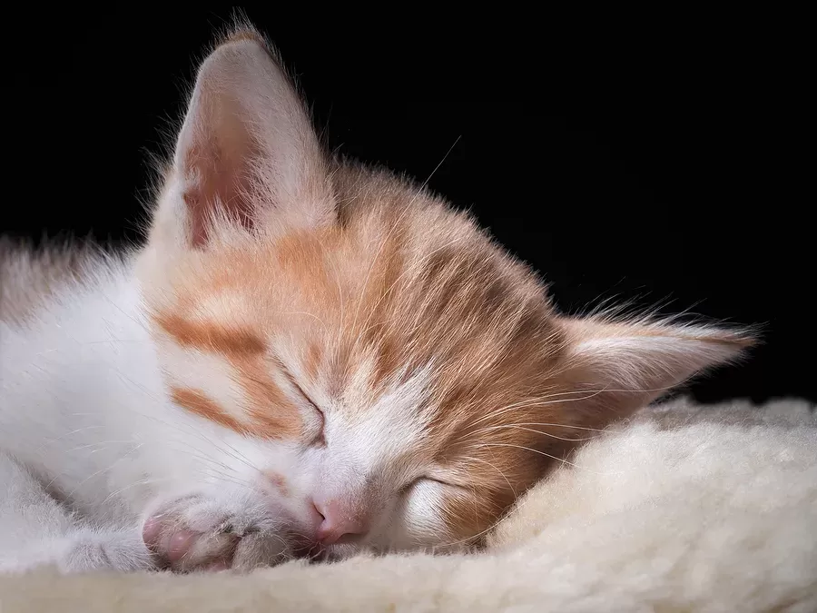 Catnap Connoisseurs: How Cats Sleep | Fear Free Happy Homes