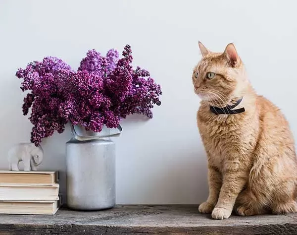 Are Lilacs Poisonous to Cats?
