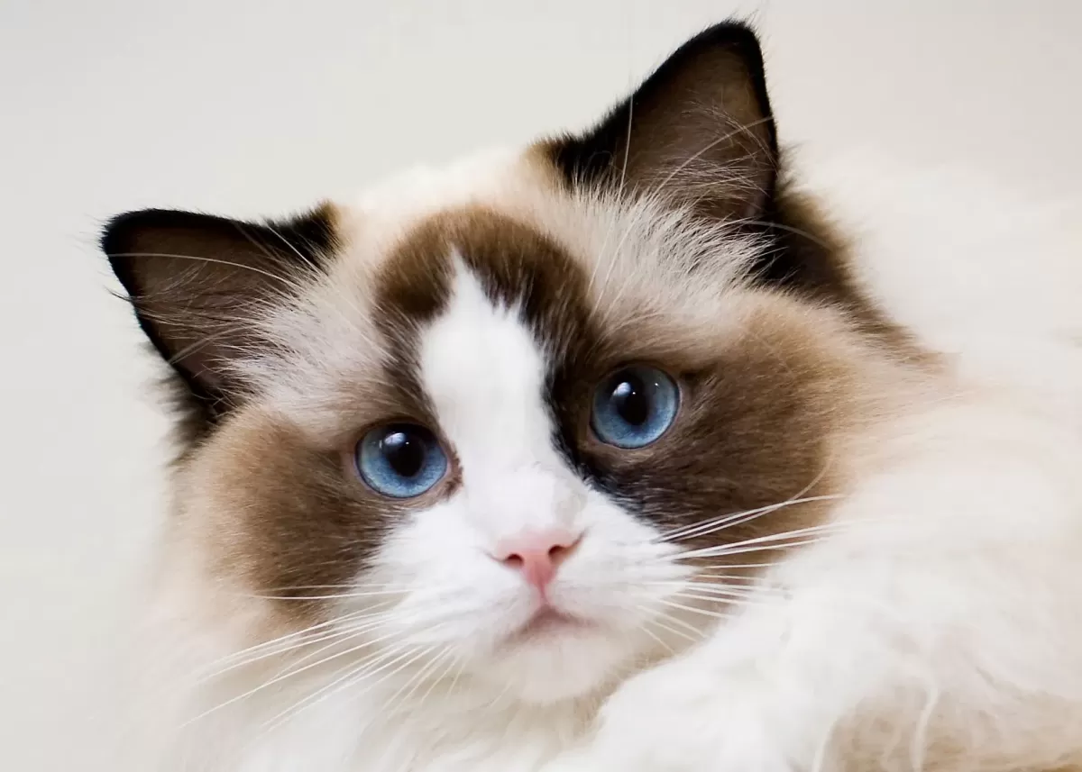 Ragdoll Cat: Irk Profili, Özellikleri ve Bakımı