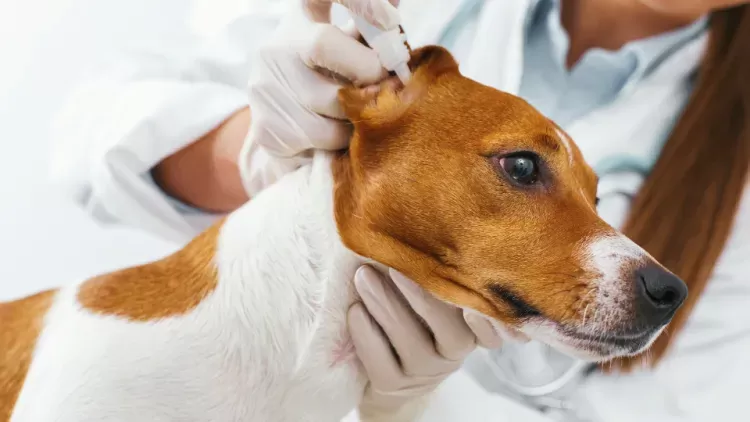 Furry Friends and Mite Dangers: How to Get Rid of Mites on Dogs