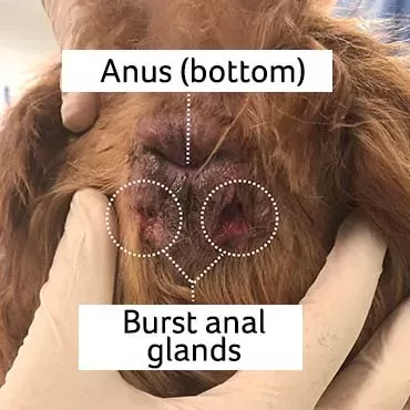 Como expressar as glândulas anais do cão?