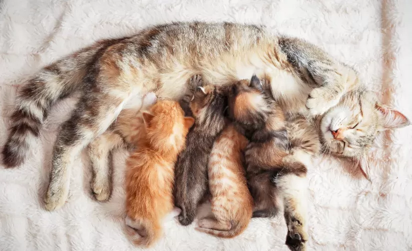 How Many Kittens Can A Cat Have