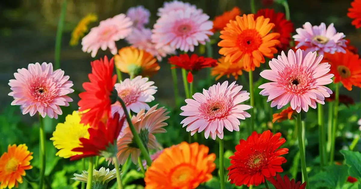 How to Grow and Care for Gerbera Daisies | Gardener's Path