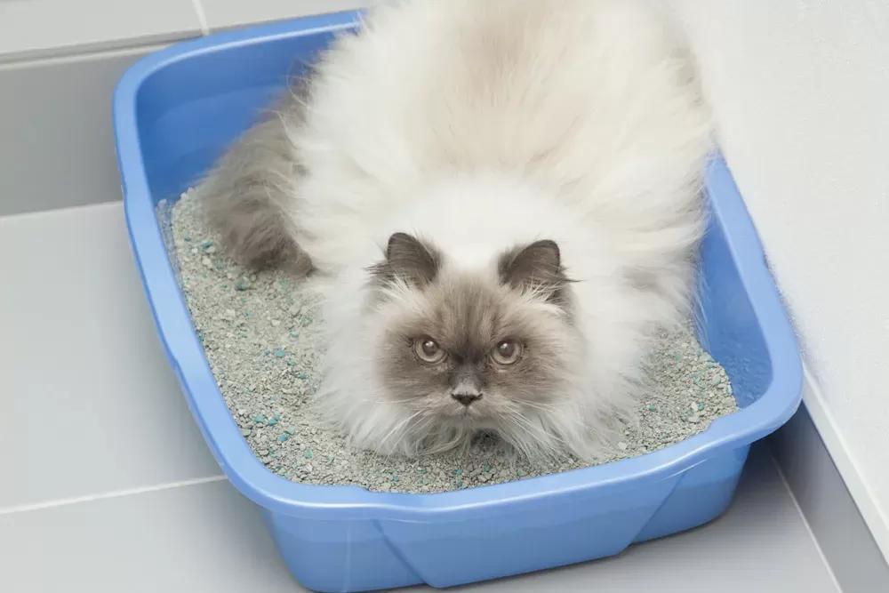 How Many Litter Boxes Per Cat?