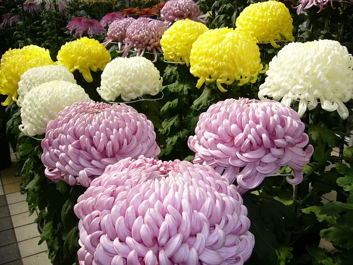 Chrysanthemum × morifolium - Wikipedia