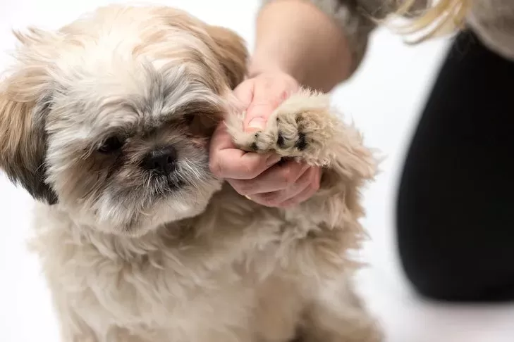 Nail Fungus Disease