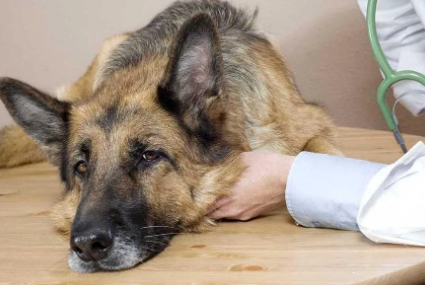 Kidney Disease in Dogs