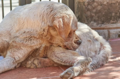 Home Remedy for Dog Itchy Bum