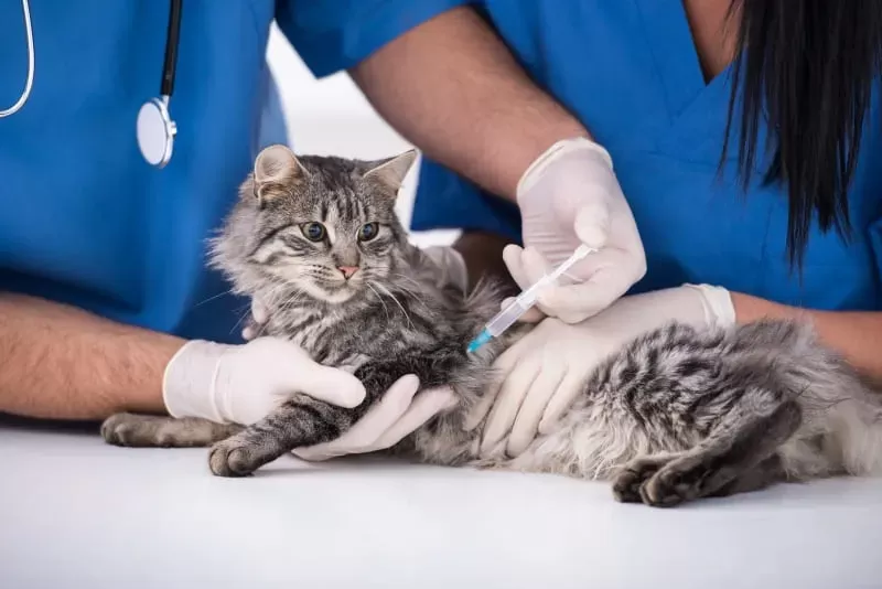 Does My Cat Need the FVRCP Vaccine