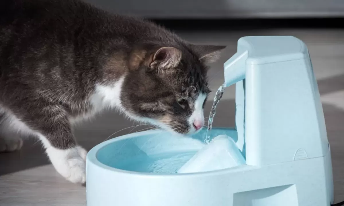 Cuidados domiciliares para gatos vomitando líquido marrom