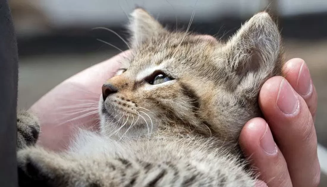 Building Trust and Ensuring Feline Well-being