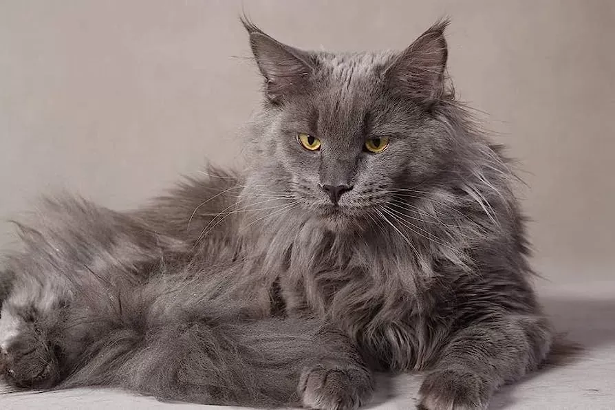 gray maine coon cat