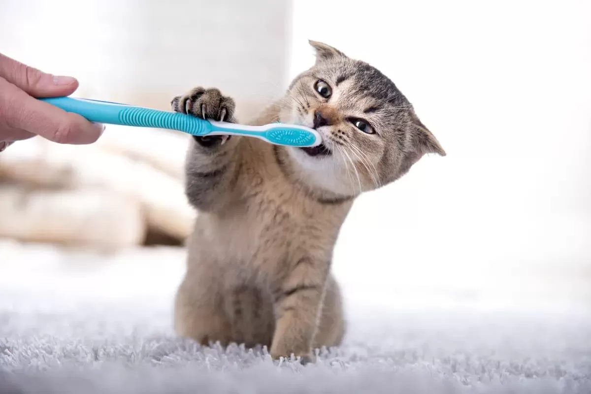 How to Brush Cat Teeth and Ditch Bad Cat Breath