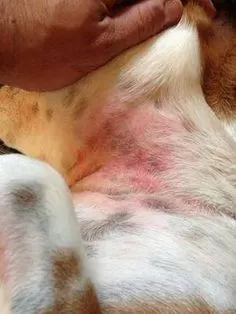 Dog Armpit Rashes Causes Symptoms and Treatment Puainta