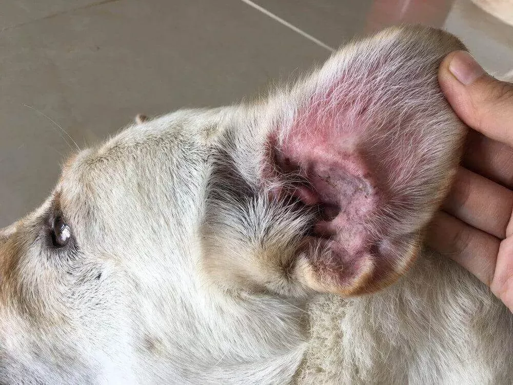 dog itchy ears