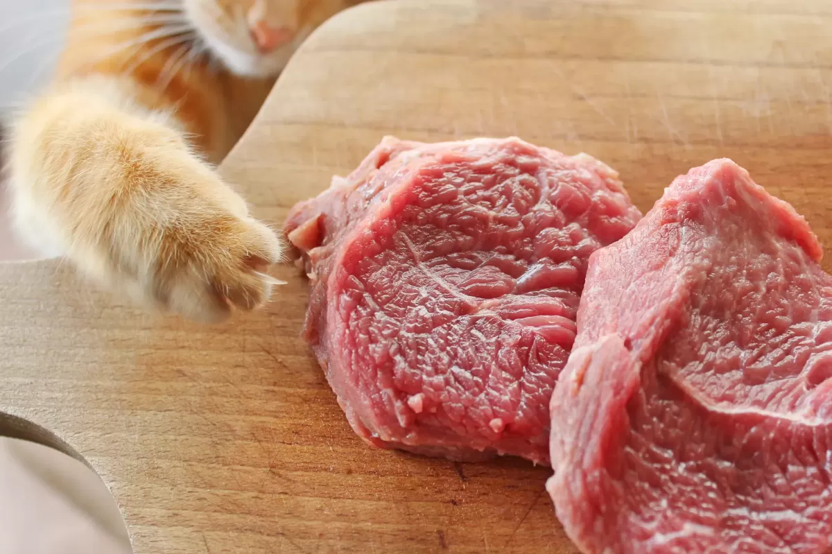 Can Cats Eat Pork