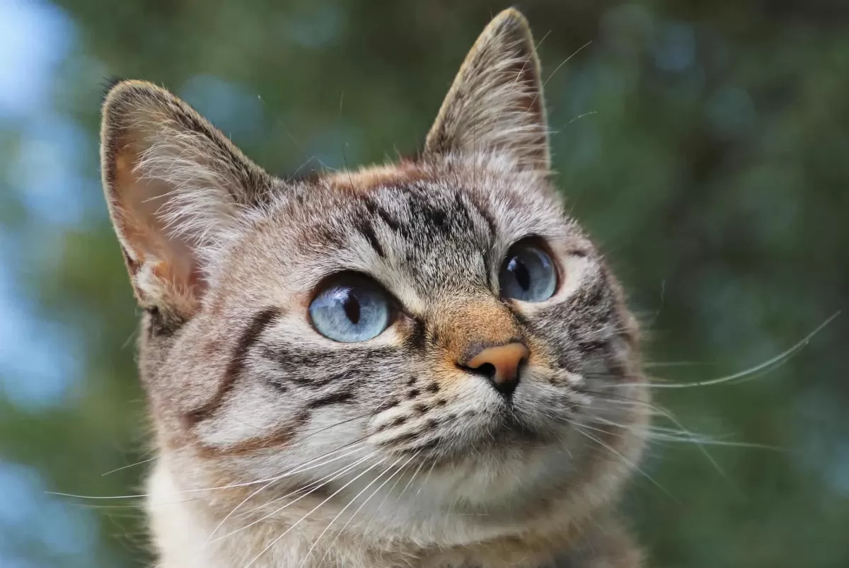 Worauf sind Katzen allergisch?