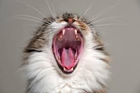 Gingivitis in Cats