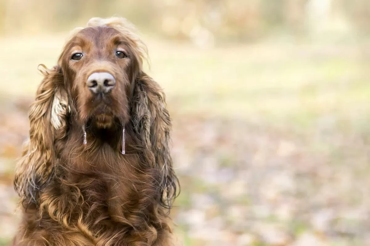 Köpek Tükürüğü: Bilmeniz Gerekenler