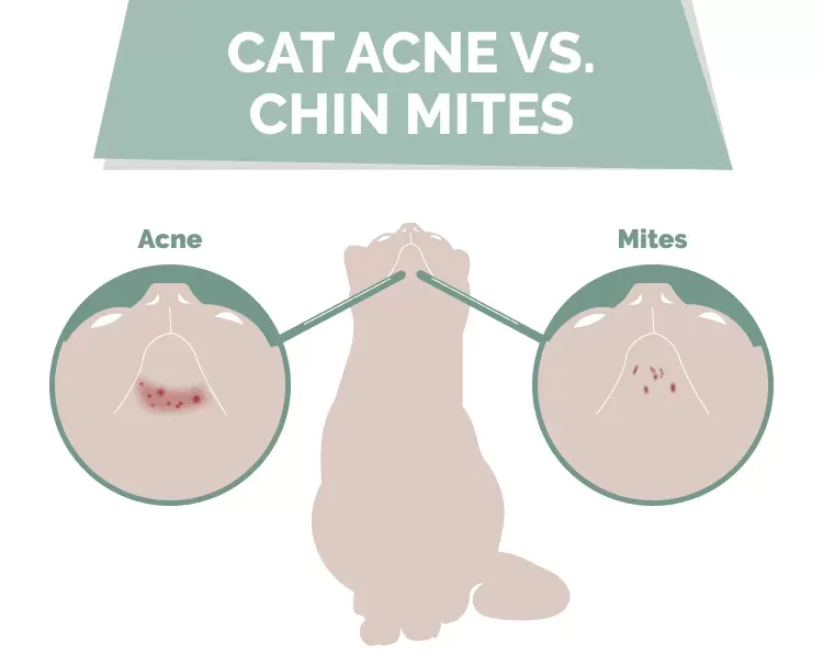 Cat Chin Mites vs. Acne