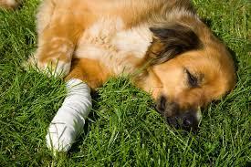 Osteochondritis Dissecans (OCD) in Dogs 