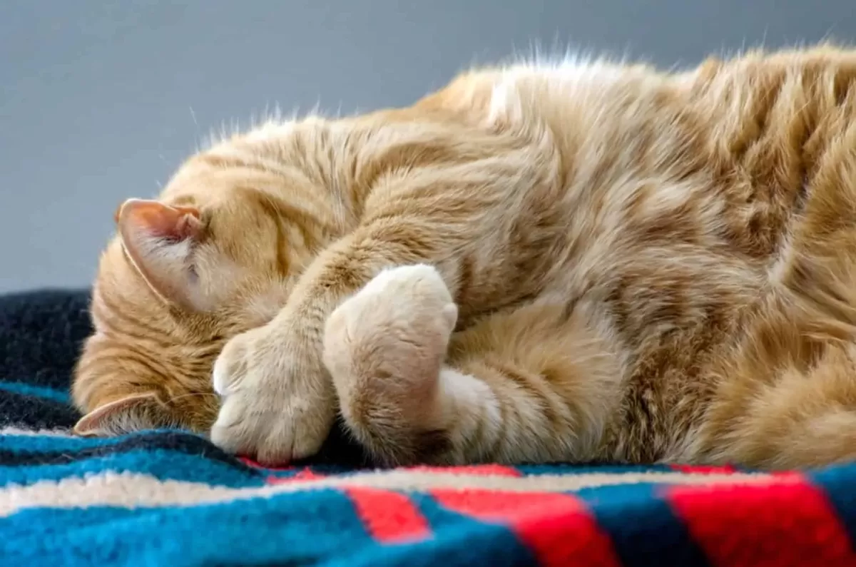 Why Do Cats Cover Their Face When They Sleep? 