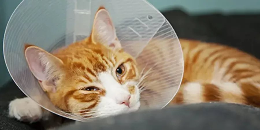Wann kann ich meine Katze kastrieren lassen, nachdem ich Kätzchen bekommen habe: Gesundheitliche Überlegungen