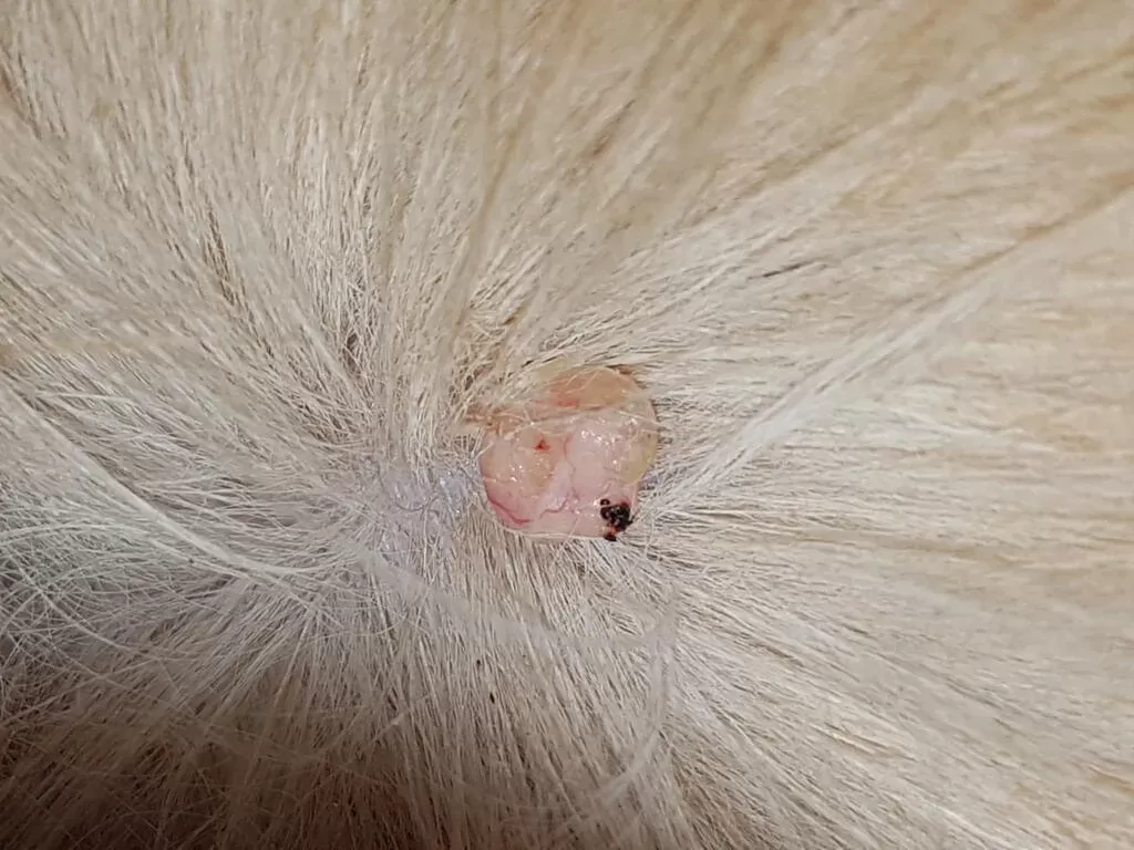 Cat Skin Tag