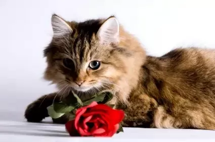 Are Roses Toxic to Cats?