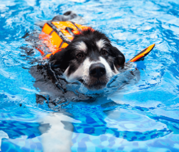 Dog with healthy skin swimming