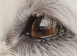 Watery Eyes in Dogs