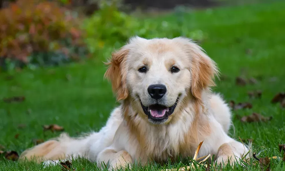 How to keep your dog happy and healthy | RAC WA