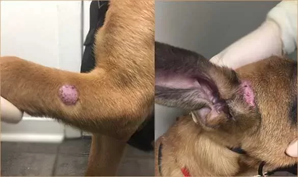 Case study: Dermatophytosis in a dog - IDEXX Canada