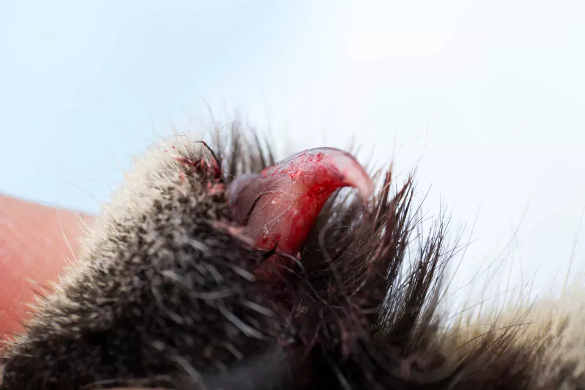 Torn (Ripped) Claw In Cats - Cat-World